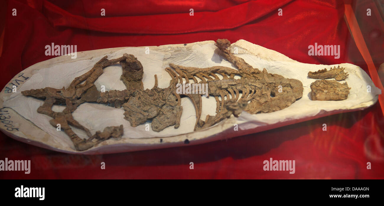 Repenomamus robustus. Geologisches Museum von China. Stockfoto