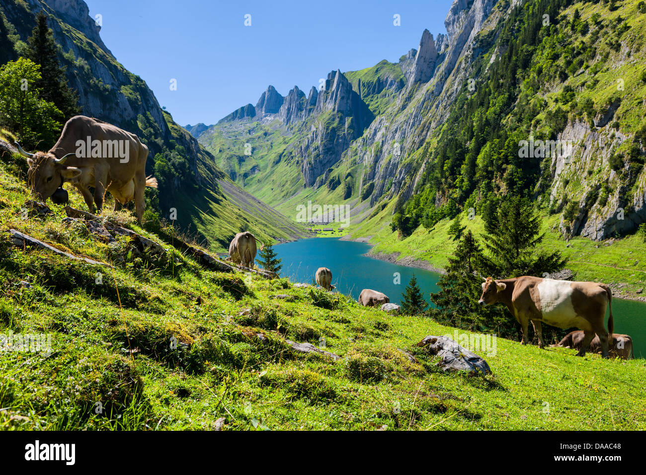 Fälensee, Schweiz, Europa, Kanton Appenzell Innerrhoden, Alpstein, Alp, Kühe, See, See, Berge Stockfoto