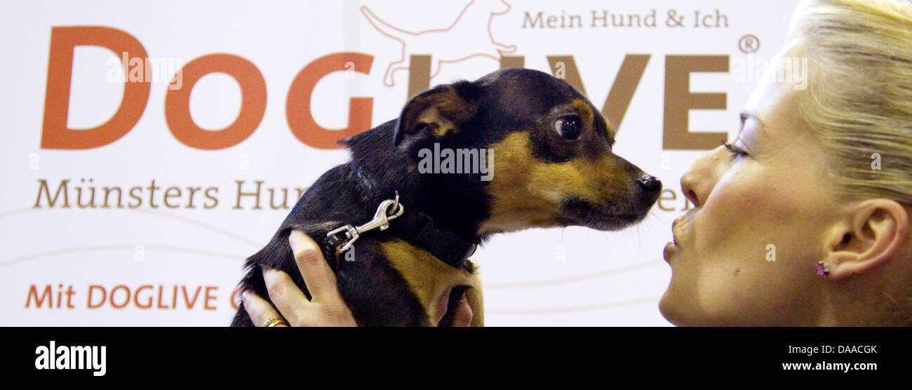 Jack-Russell-Chihuahua Mix Floppy befasst sich mit seiner geliebten während der "Hundeleben" Hund-Messe in Münster, 20. Januar 2011. Tanzen mit Hunden ist ein Trend in Deutschland geworden. Der so genannte Hund tanzen geht, nach Berichterstattung durch den Veranstalter der Messe, Doglive, werde eine ernste Tendenz. Hundeleben findet vom 22. bis 23. Januar 2011. Foto: Friso Gentsch Stockfoto