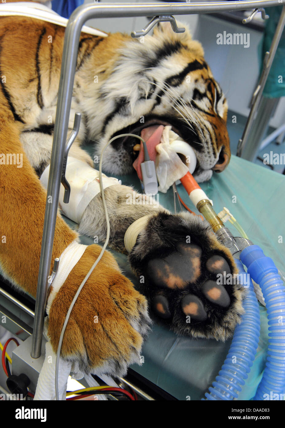 Ein acht-Jahr-alten Tigerin bekommt eine künstliche Hüfte an der Tierklinik der Universität Leipzig, Deutschland, 23. Januar 2011. Dies ist die erste Operation dieser Art. Foto: WALTRAUD GRUBITZSCH Stockfoto