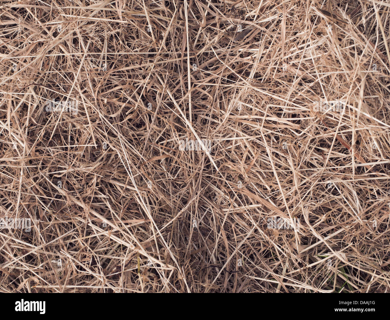 Trockenrasen-Textur. Stockfoto