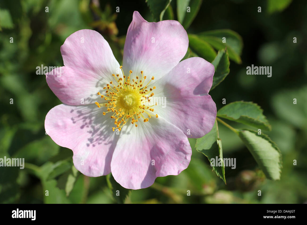 Hundsrose Rosa canina Stockfoto