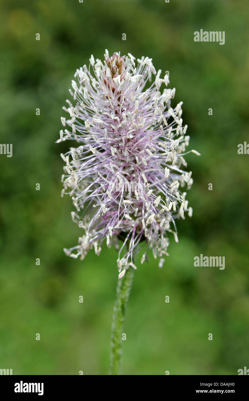 Hoary Wegerich Plantago Media Blütenstand Stockfoto