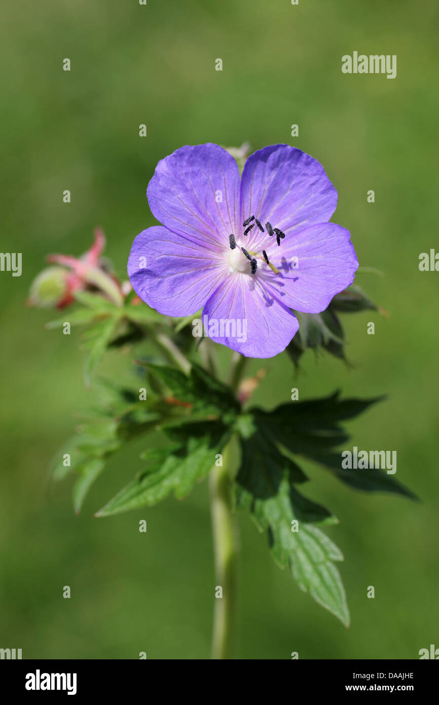 Wiese des Krans-Rechnung Geranium Pratense Stockfoto