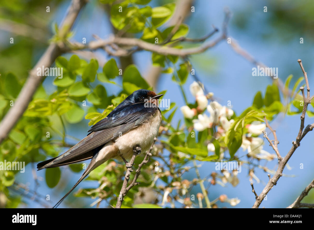 Europa, Vogel, Zweig, schlucken, Hirundo Rustica Stockfoto