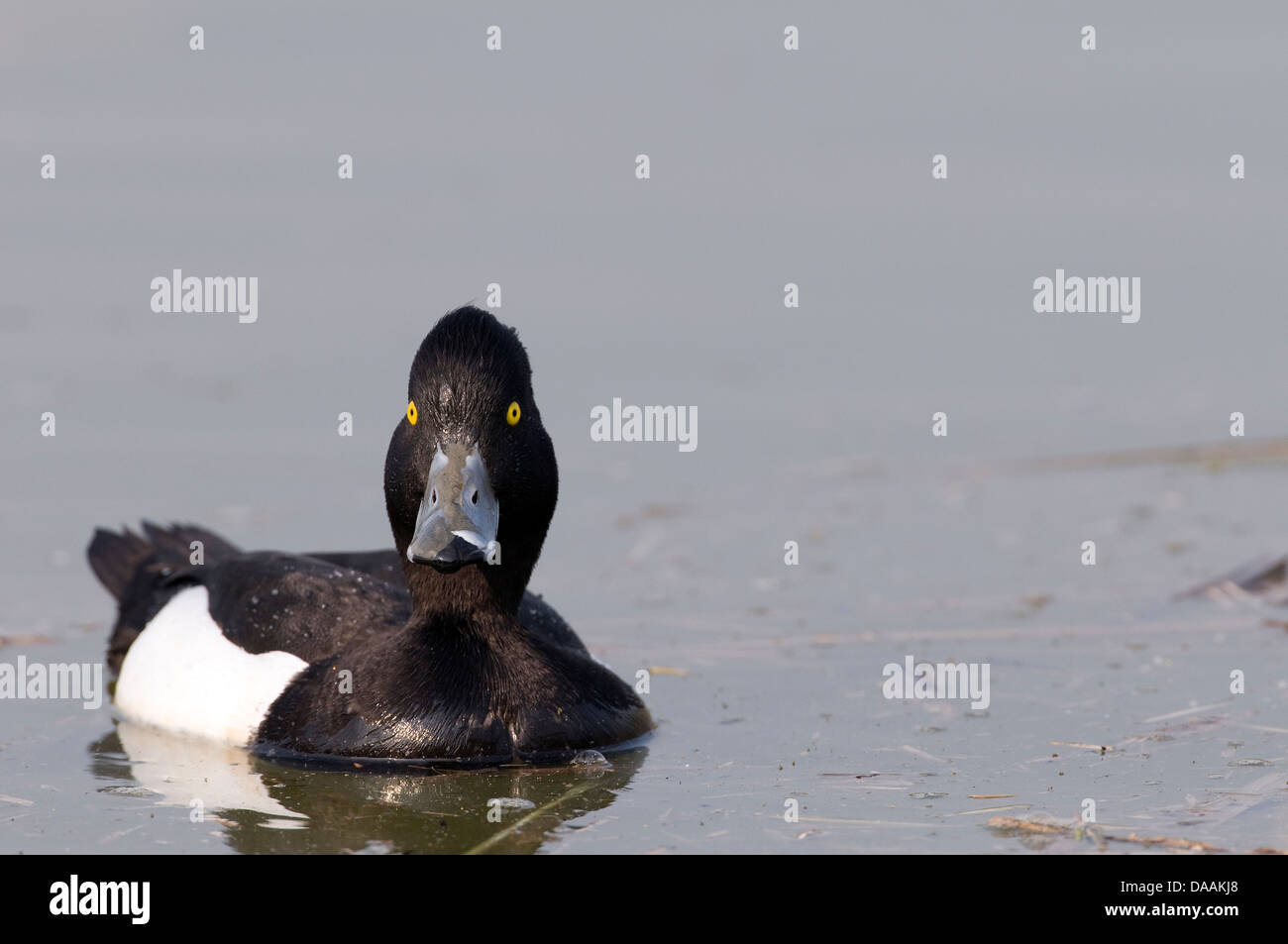 Europa, Tafelenten, getuftet Tafelenten, Aythya Fuligula, Ente, Vogel Stockfoto