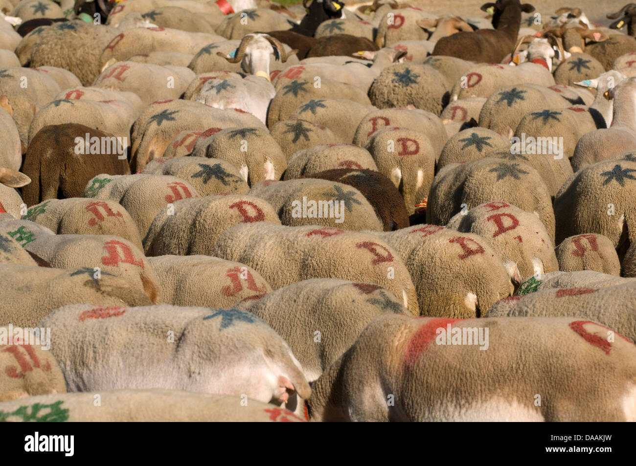 Europa, Frankreich, Cevennen, Esperou, Herde, Schafe, Landwirtschaft, Tiere, Symbole, Transhumanz, Marke Stockfoto