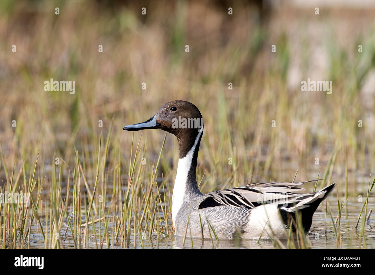 Europa, Ente, Vogel, Wasser, gemeinsame Pintail, Anas acuta Stockfoto