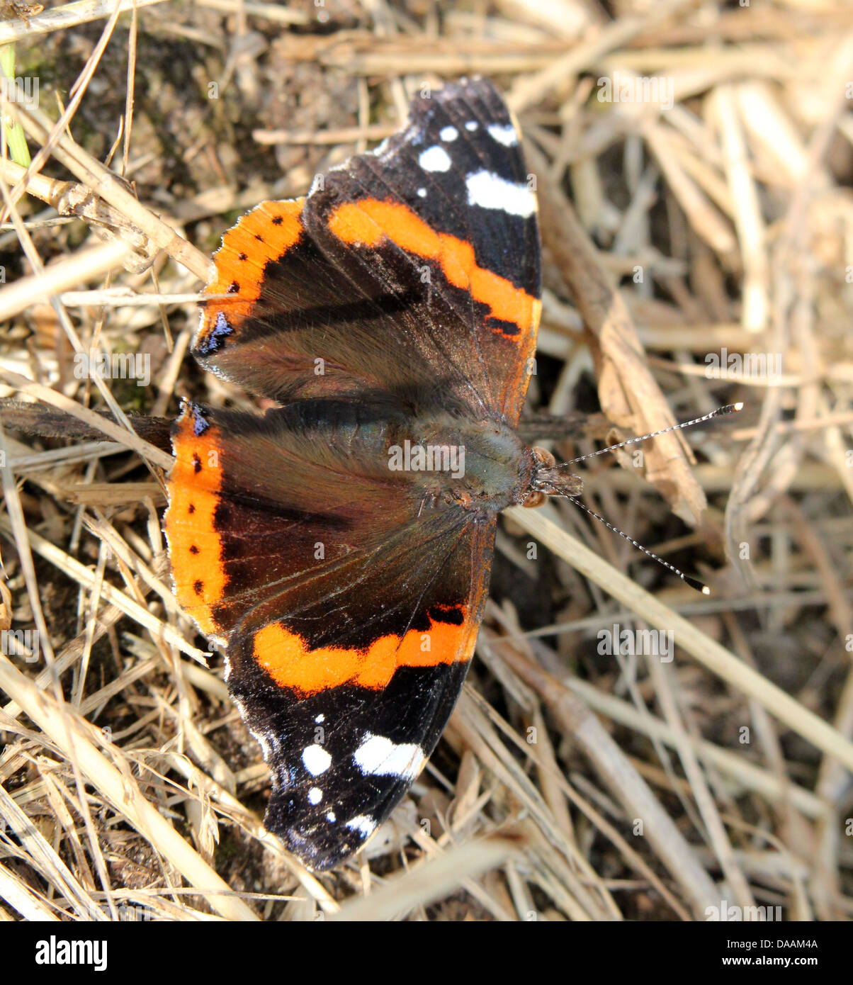 Butterfly Red Admiral (Vanessa Atalanta) auf dem Boden unter trockene braune Gräser Stockfoto