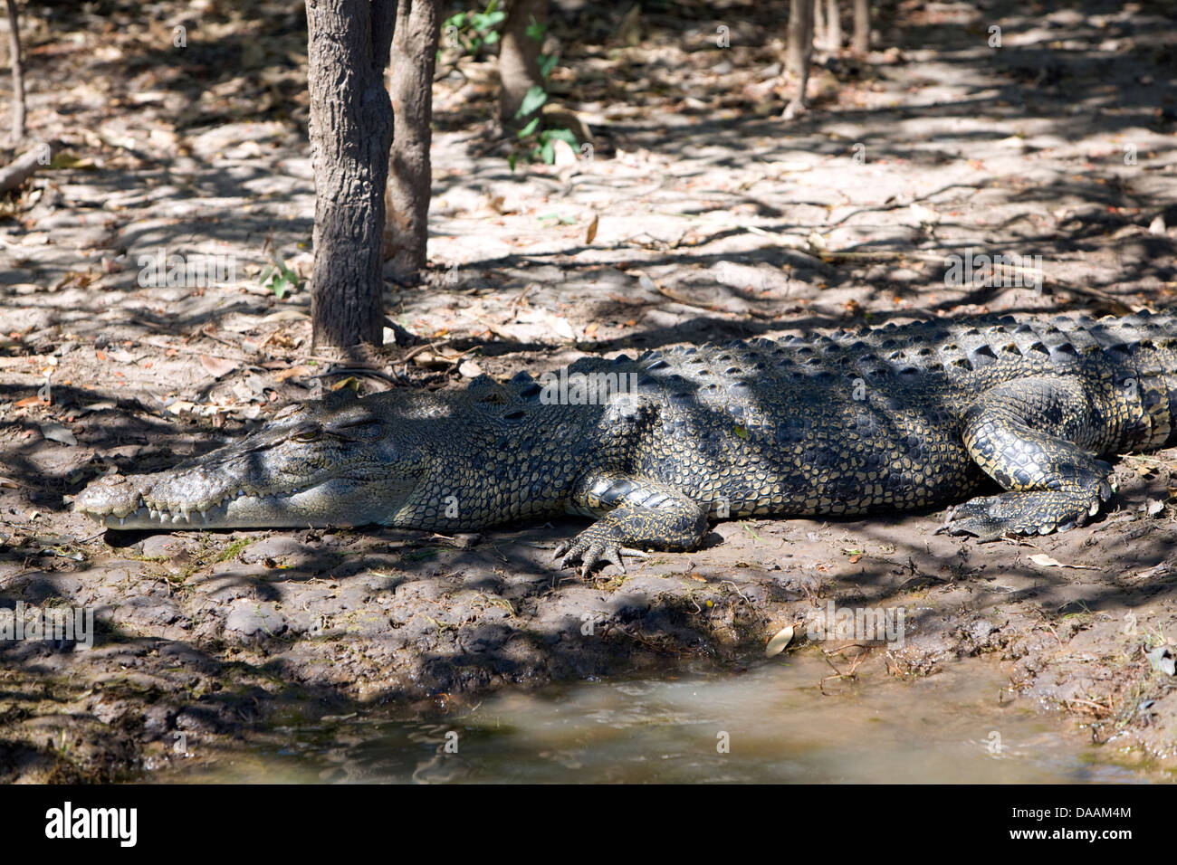 Großes Krokodil, das sich am Ufer des gelben Flusses Billabong, Kakadu Nationalpark, Northern Territory, australien sonnt Stockfoto