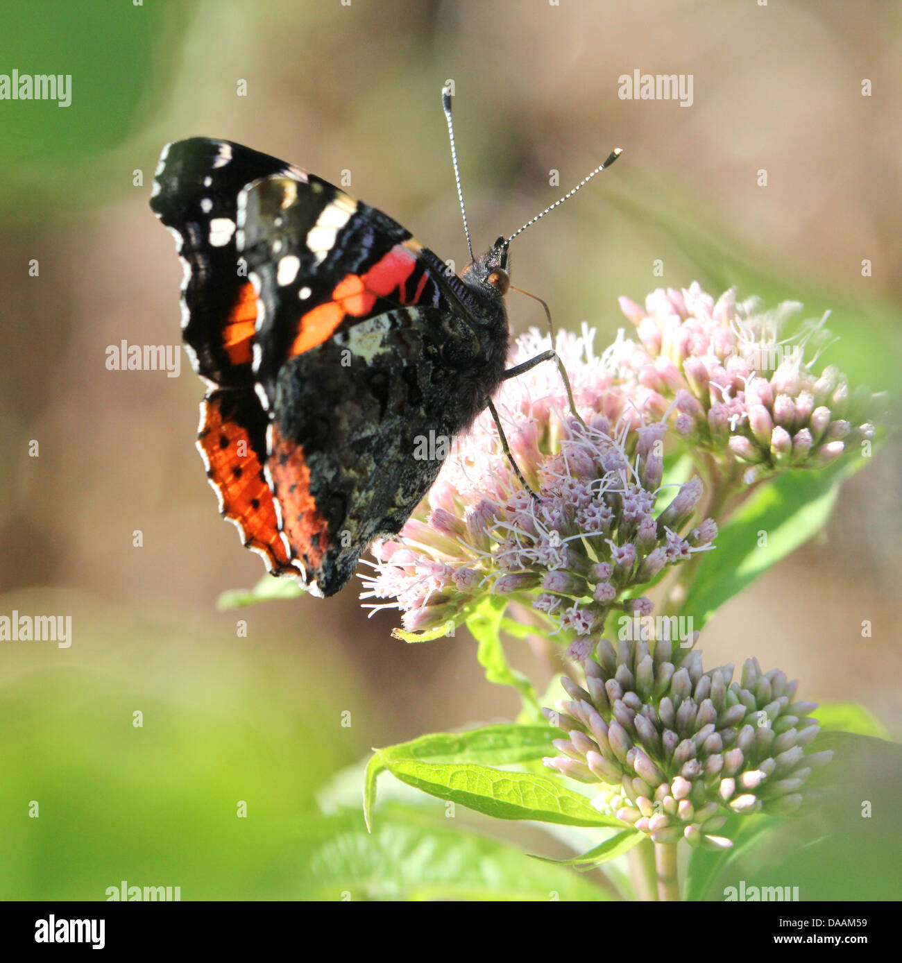 Makros von Butterfly Red Admiral (Vanessa Atalanta) in verschiedenen Posen, Flügel geöffnet, halb geöffnet und geschlossen (85 Bilder in Serie) Stockfoto