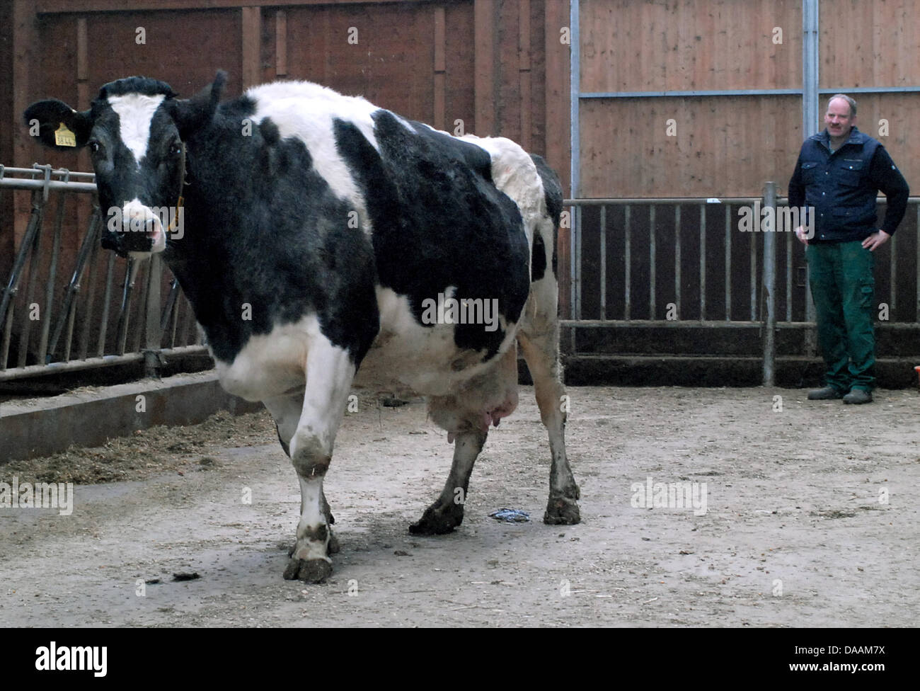 Bauer Alfred Ritter blickt auf seine Lieblings Kuh Thea in ihrem Stall in Barfoerde, Deutschland, 3. Februar 2011. Milchkuh Thea gebärt zum 14. Mal im Alter von 17, das ist ungewöhnlich für eine deutsche Bauernhof Kuh. Die meisten der Zeit, endet das Leben einer Milchkuh im Alter von 5 oder 6. Foto: Peer Koerner Stockfoto