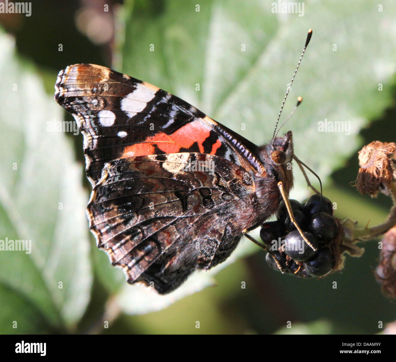 Butterfly Red Admiral (Vanessa Atalanta) Fütterung auf einem Blackberry Stockfoto