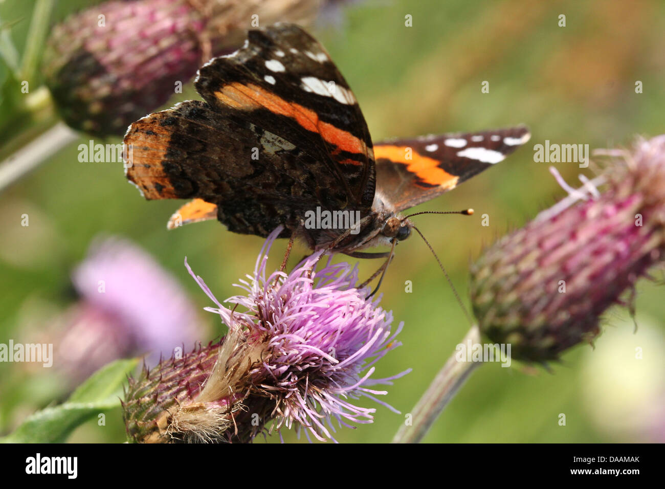 Butterfly Red Admiral (Vanessa Atalanta) Fütterung auf eine Distel Blume Stockfoto