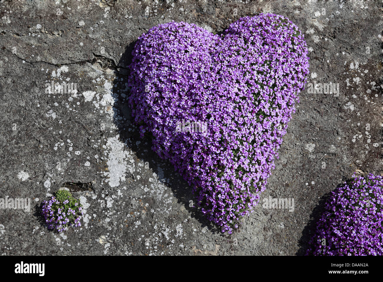 Blume, Blumen, Blüte, gedeihen, Flora, Frühling, Garten, herzförmig, Herz,  Herzform, Liebe, Wand, Schweiz, Europa, Val Stockfotografie - Alamy