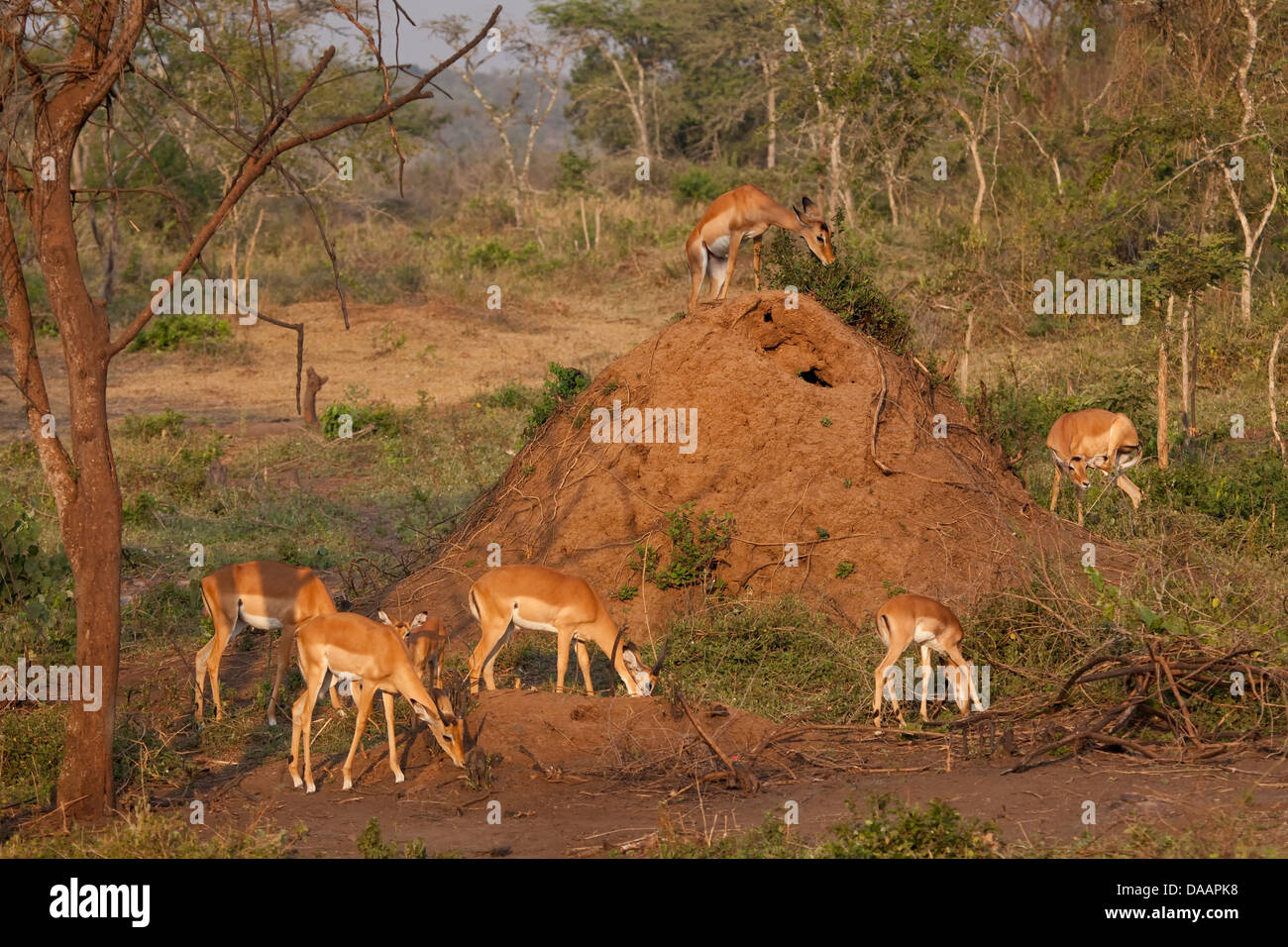 Impala, Antilopen, Tiere, Säugetiere, Klauentiere, Wildnis, Natur, Tiere, wilde Tiere, Afrika, Savanne, Uganda, Stockfoto