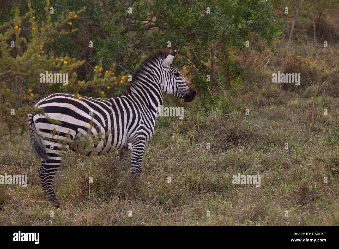 Zebra, Tiere, Säugetiere, Huftiere, wilde Tiere, Wildnis, Tiere, Natur, Pferde, Afrika, Savanne, Uganda, Safari, Stockfoto