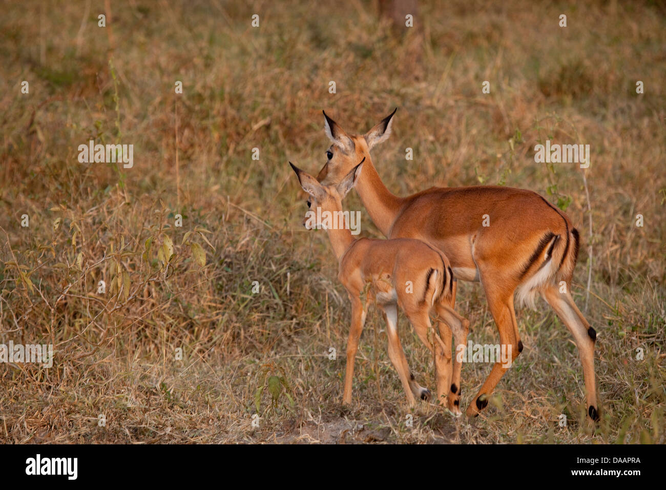 Impala, Antilopen, Tiere, Säugetiere, Klauentiere, Wildnis, Natur, Tiere, wilde Tiere, Afrika, Savanne, Uganda, Stockfoto