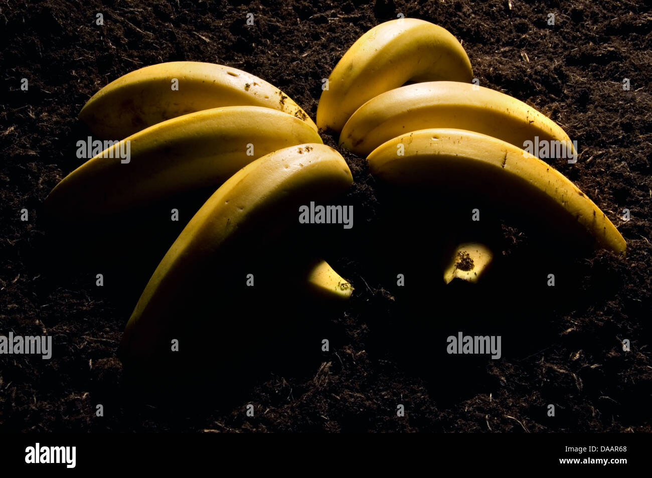Ein abstraktes Bild - Bananenspinne Stockfoto