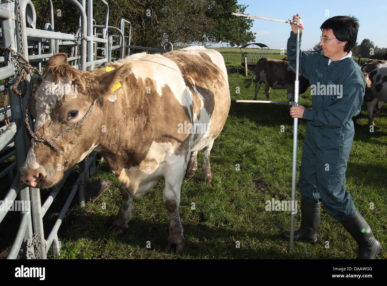 Christa Kuehn misst Kuh "Ella", ihr Wachstum am Leibniz-Institut für Farm Animal Biology (FBN) in Dummerstorf bei Rostock, Deutschland, 20. September 2011 zu dokumentieren. Die Forscher leitet eine Gruppe, die identifiziert eine genetische Variante der Säugetiere, die ist Responisble für stärkeres Wachstum vor und nach der Geburt. Rinder mit dieser genetischen Variante produzieren eine hohe Menge an l-amin Stockfoto