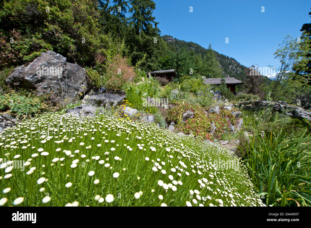 Wallis, Champex, Alpen, Schweiz, Alpengarten, Botanik, botanische Alpengarten Flore Alpe, Holz, Wald, Natur Stockfoto