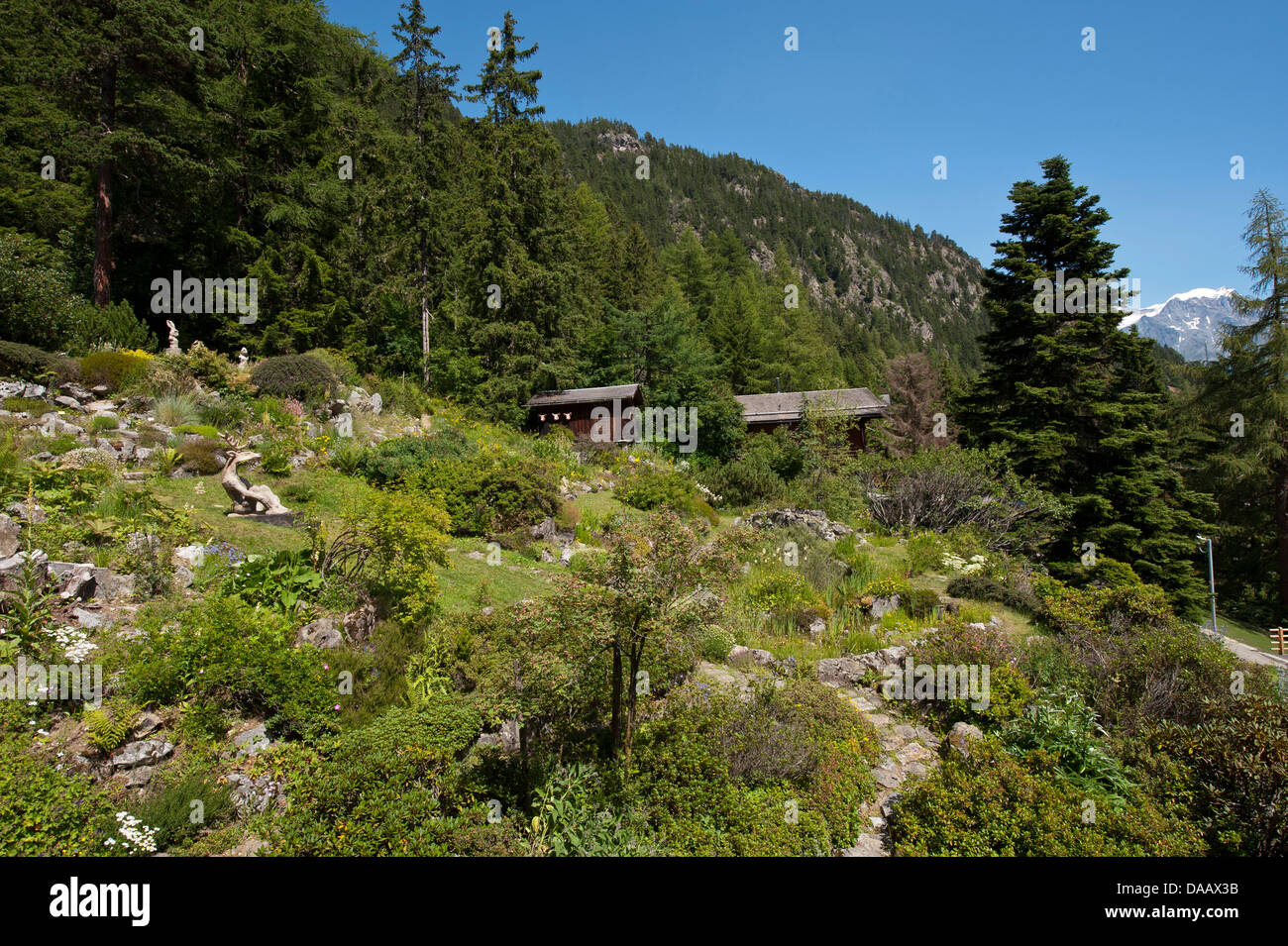 Wallis, Champex, Alpen, Schweiz, Alpengarten, Botanik, botanische Alpengarten Flore Alpe, Holz, Wald, Natur Stockfoto