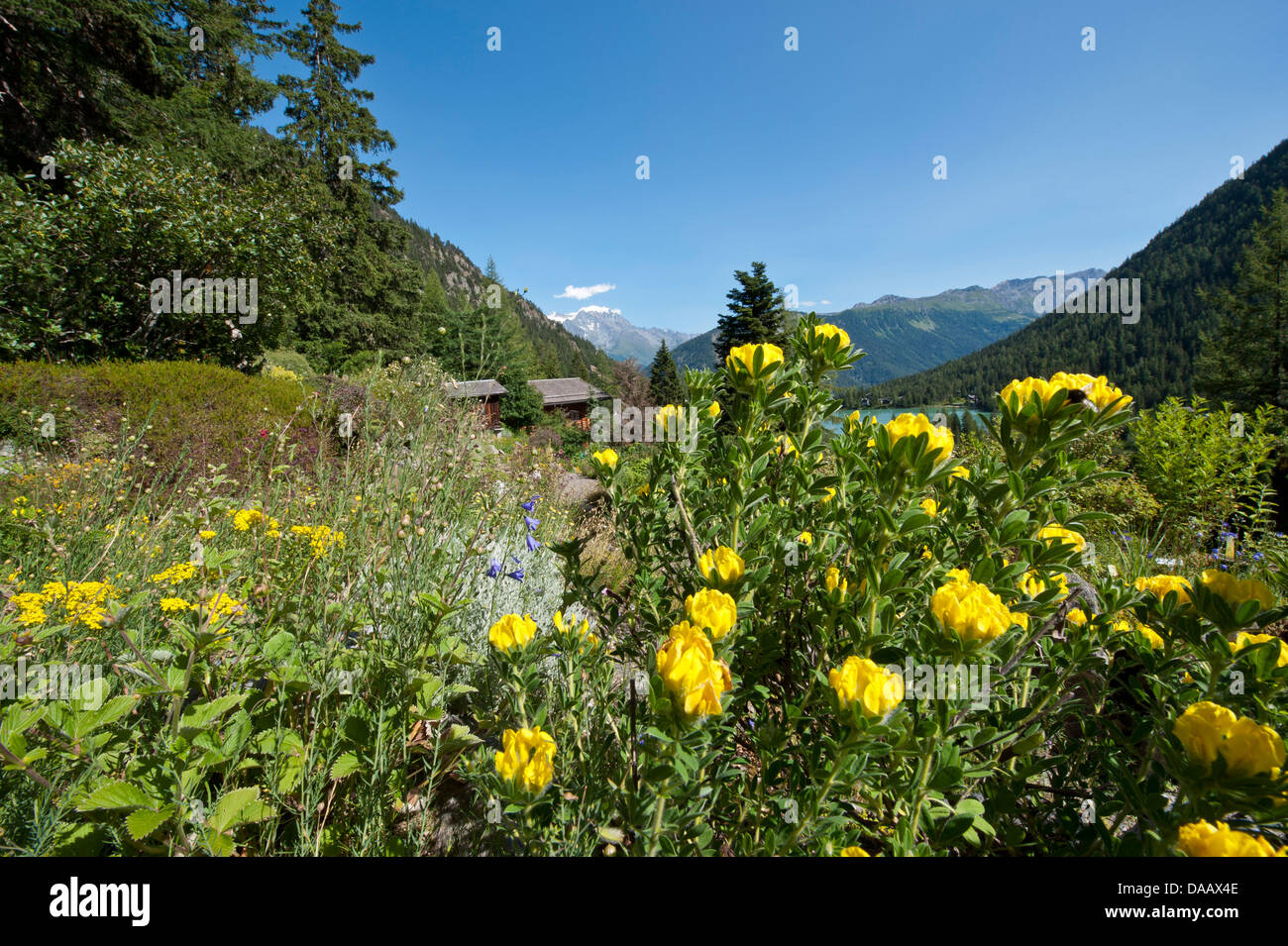 Wallis, Champex, Alpen, Schweiz, Alpengarten, Botanik, botanische Alpengarten Flore Alpe, Holz, Wald, Natur, Chamaecy Stockfoto