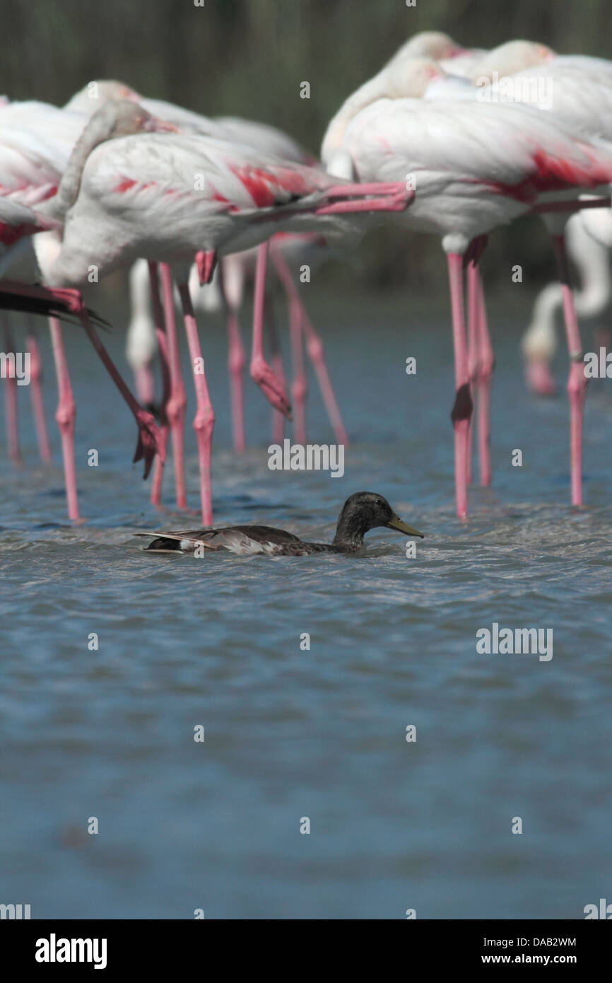Stockente schwimmt zwischen den Flamingos in einem See in Frankreich Stockfoto