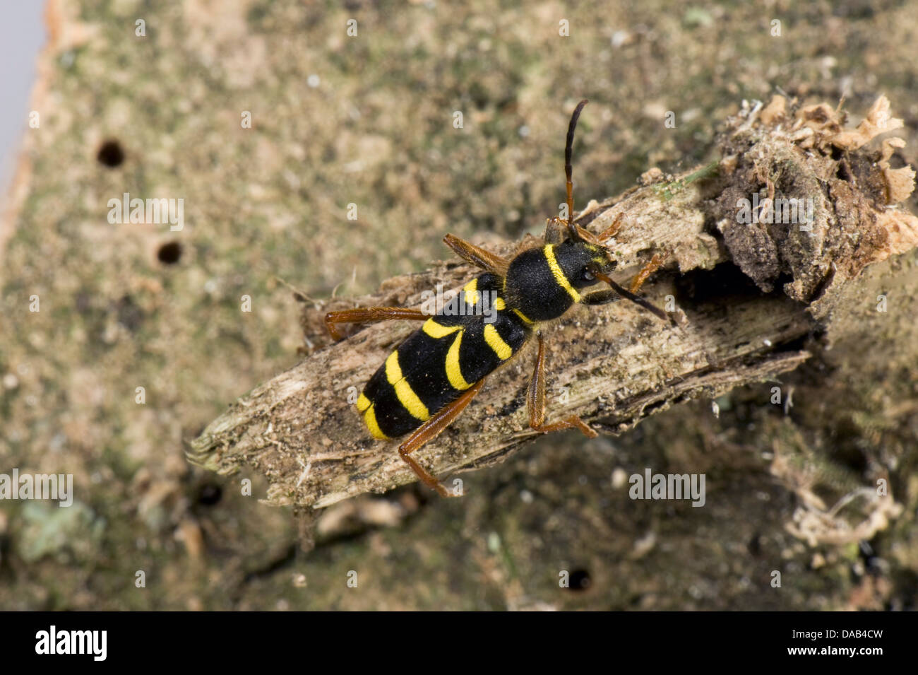 Eine Wespe Käfer, Clytus Arietis, auf morschem Holz Stockfoto