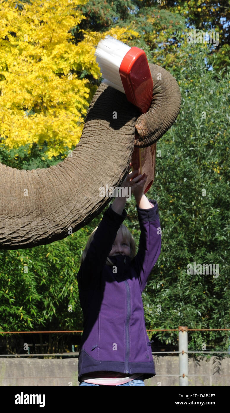 Acht-jährige Jule versucht, die Zähne des weiblichen Elefanten konnte bei dem Tierpark Hagenbeck in Hamburg, Deutschland, 27. September 2011. Eine "wilde Stunde Zahnpflege" wurde durch den Zoo als Bestandteil der Bundesrepublik "Tag der Zahngesundheit" initiiert. Foto: Angelika Warmuth Stockfoto