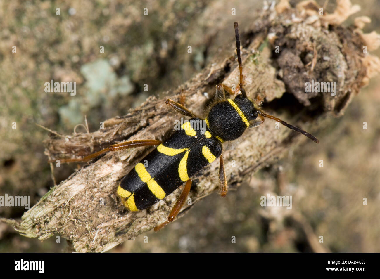 Eine Wespe Käfer, Clytus Arietis, auf morschem Holz Stockfoto