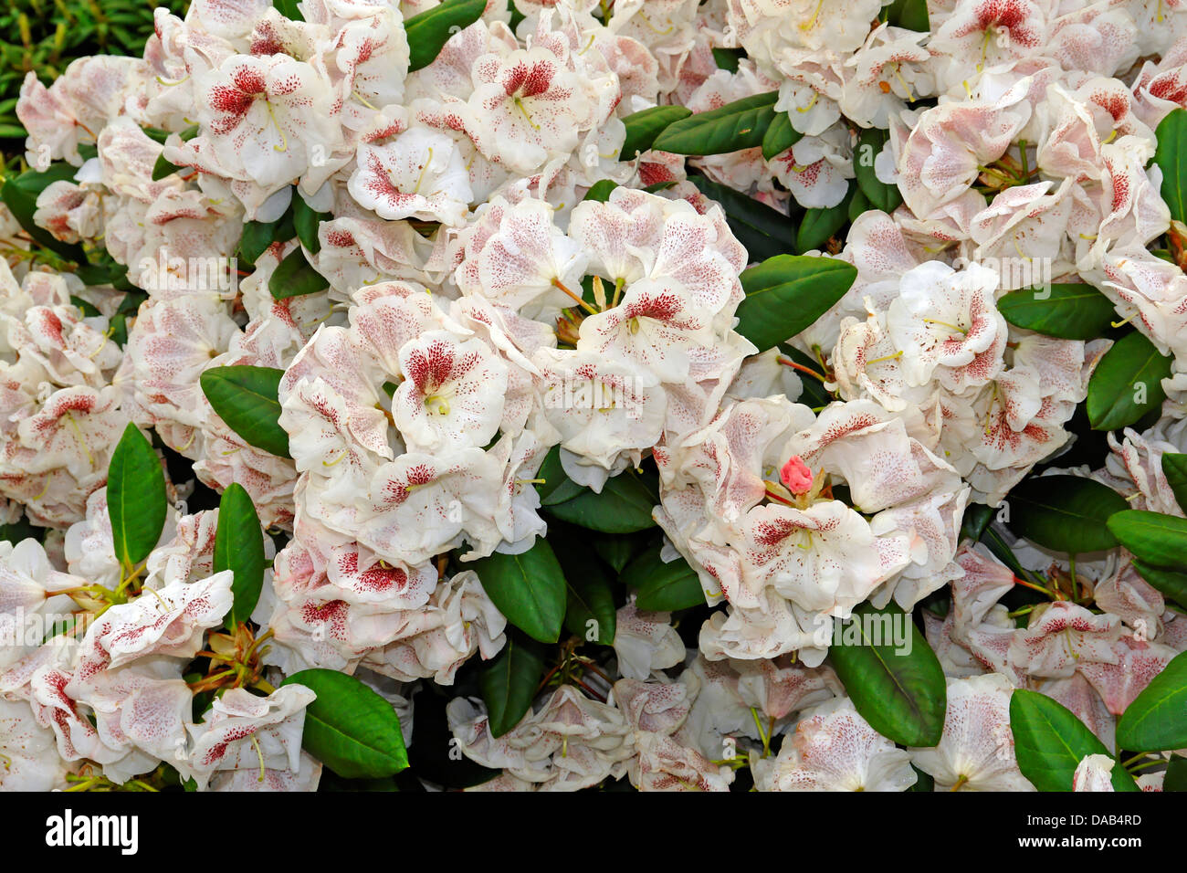 Europe germany lower westerstede rhododendron -Fotos und -Bildmaterial in  hoher Auflsung  Alamy