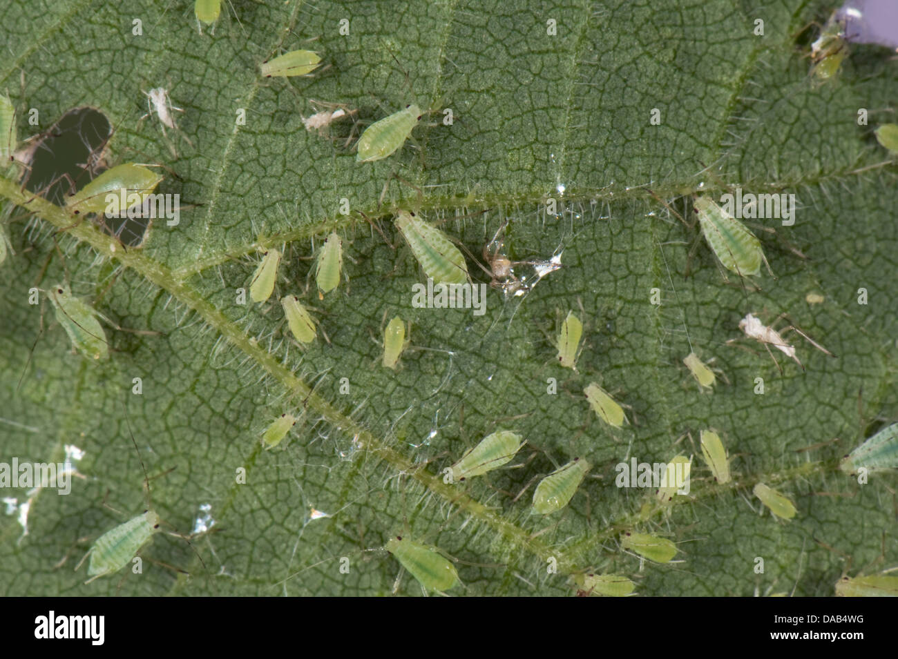 Brennnessel Blattläuse, Microlophium Carnosum, Verseuchung auf ein Brennnessel-Blatt Stockfoto
