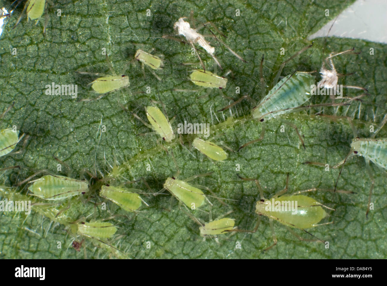 Brennnessel Blattläuse, Microlophium Carnosum, Verseuchung auf ein Brennnessel-Blatt Stockfoto