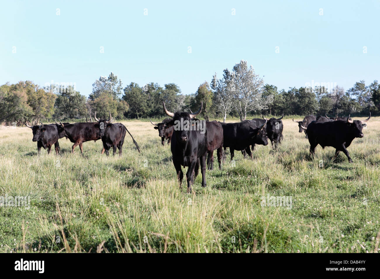 Schwarze Stiere auf einer Weide in Frankreich Stockfoto