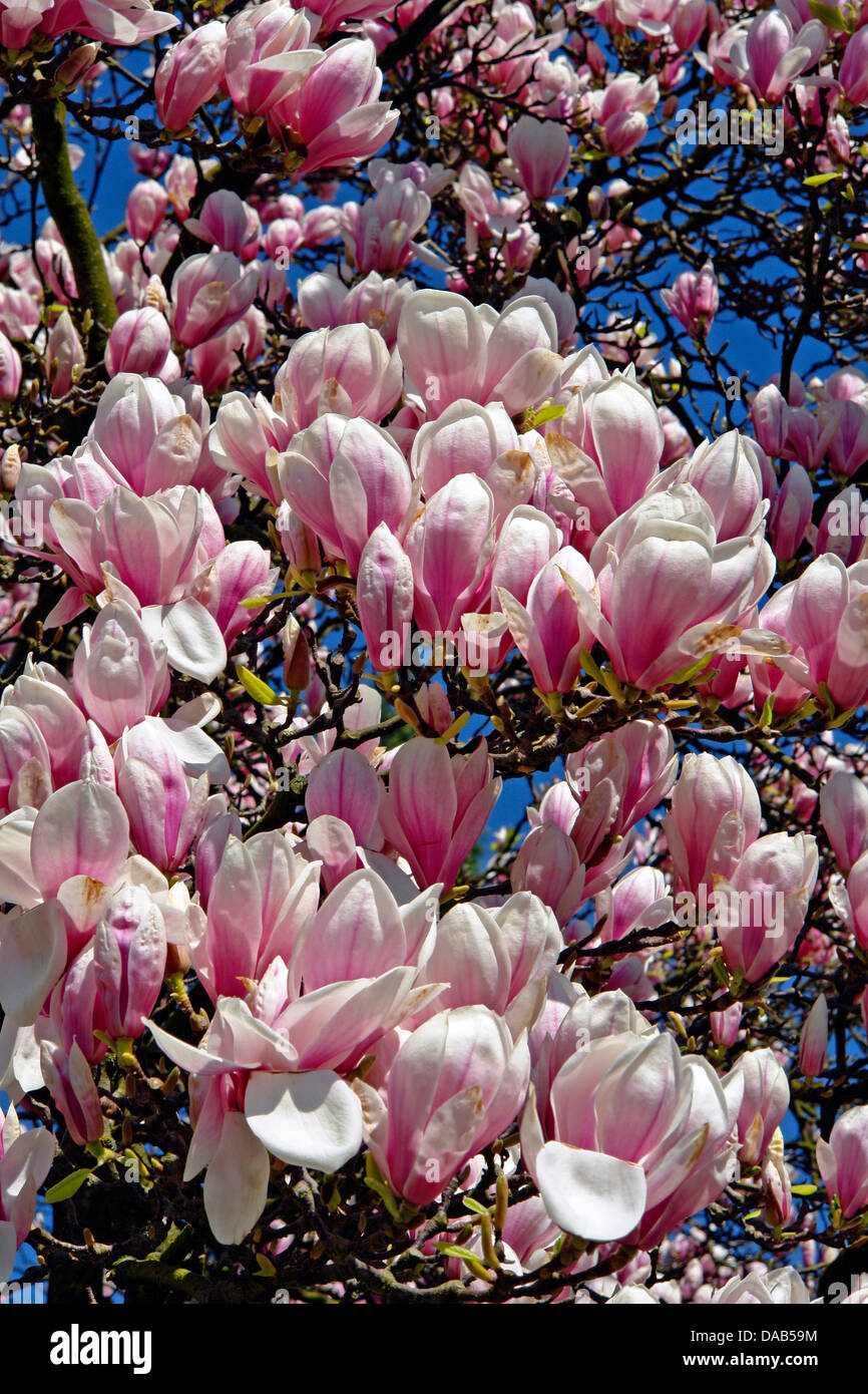 Europa, Deutschland, Niedersachsen, Nienburg, Bismarckstraße,  Magnolienblüten, Magnolien, Bäume, Blumen, Detail, Pflanzen Stockfotografie  - Alamy