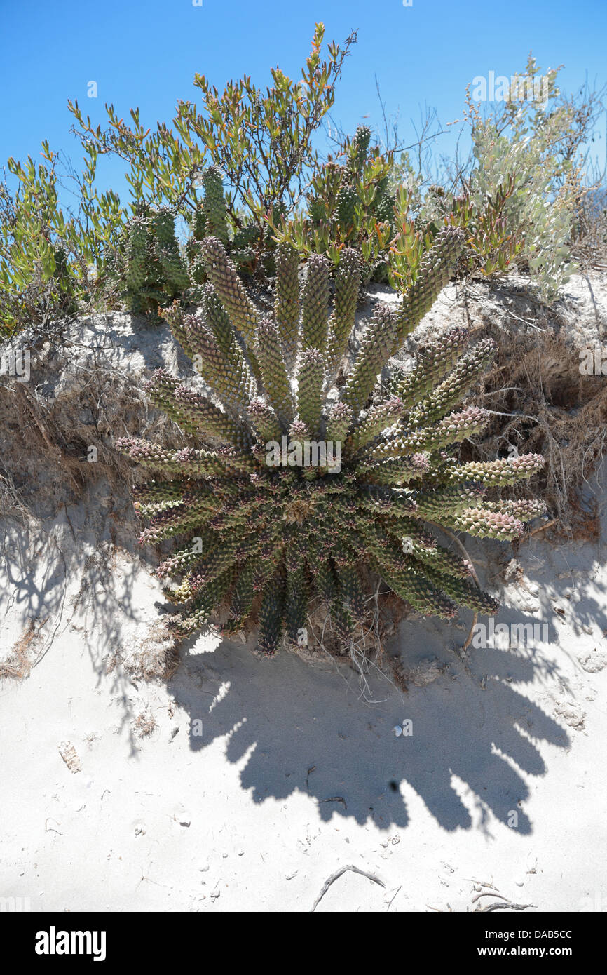 Euphorbia Caput-Medusen im Lebensraum auf einem Sand Damm am Strand von St Helena Bay, Western Cape Province, Südafrika Stockfoto