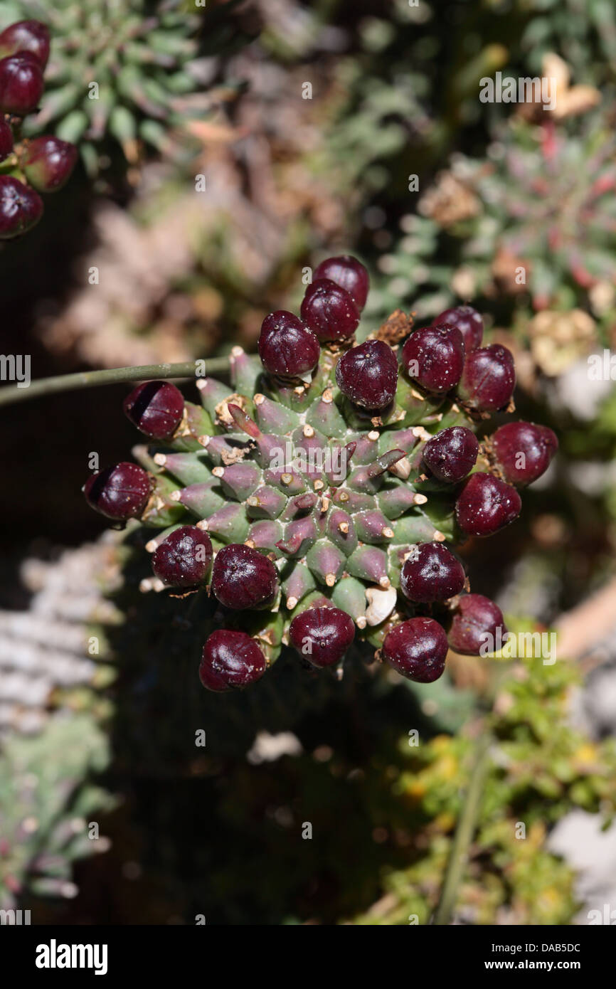 Euphorbia Caput-Medusen arm mit reifen Samenkapseln in Lebensraum in St Helena Bay, Western Cape Province, Südafrika Stockfoto