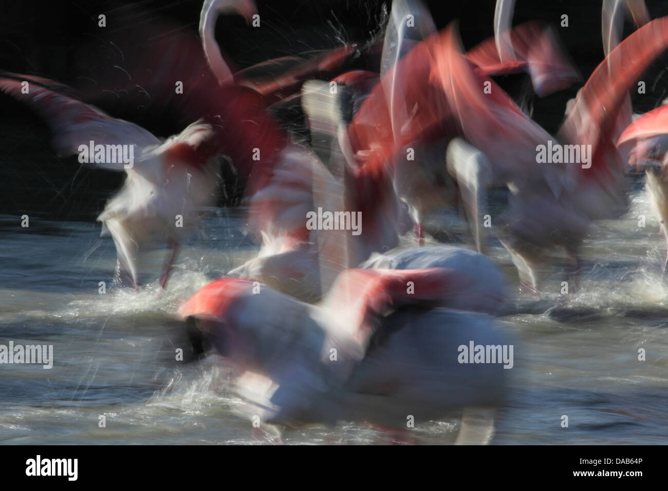 Flamingos, die kämpfen, um mehr in Frankreich Essen Stockfoto