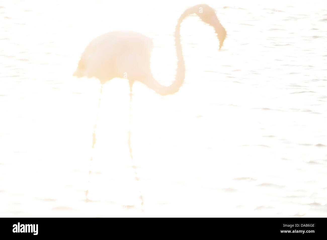Flamingo stehen im See in Frankreich im Licht der untergehenden Sonne Stockfoto