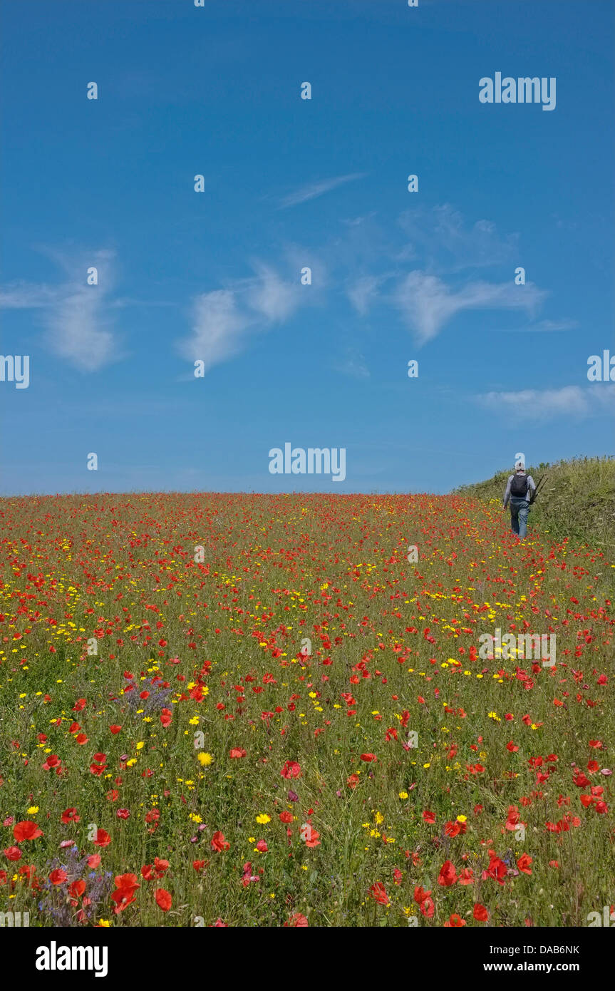 Ein Mann geht an der Seite von einem Mohnfeld in Porth Witz, Cornwall, UK Stockfoto