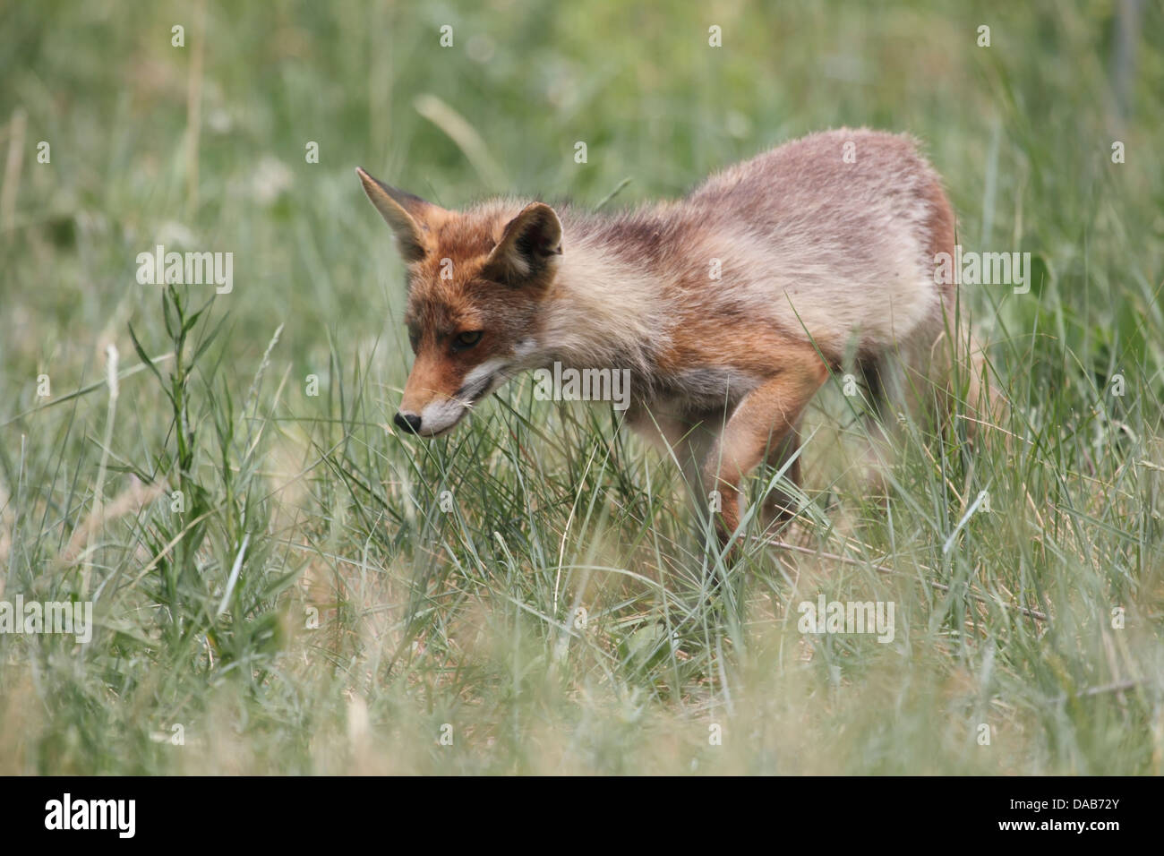 Fuchs im hohen Grass in Frankreich Stockfoto