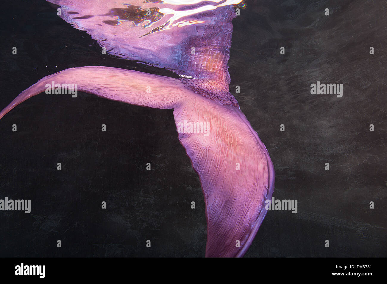Rosa Fluke eine Meerjungfrau Schwanz in einem Schwimmbad in Virginia Beach, Virginia Stockfoto