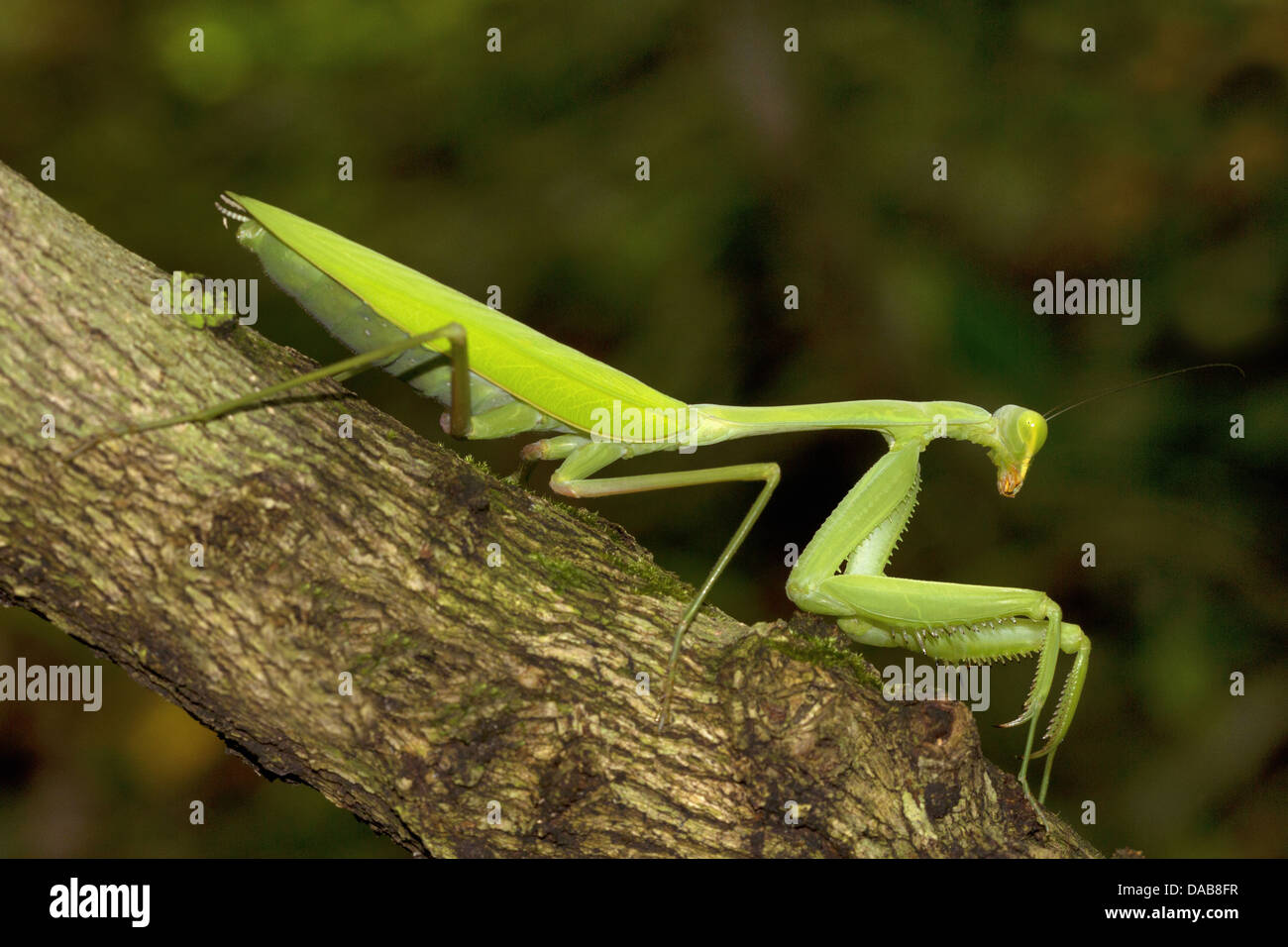 Gottesanbeterin. Familie Mantidae Golaghat Bezirk, Assam, Indien Stockfoto