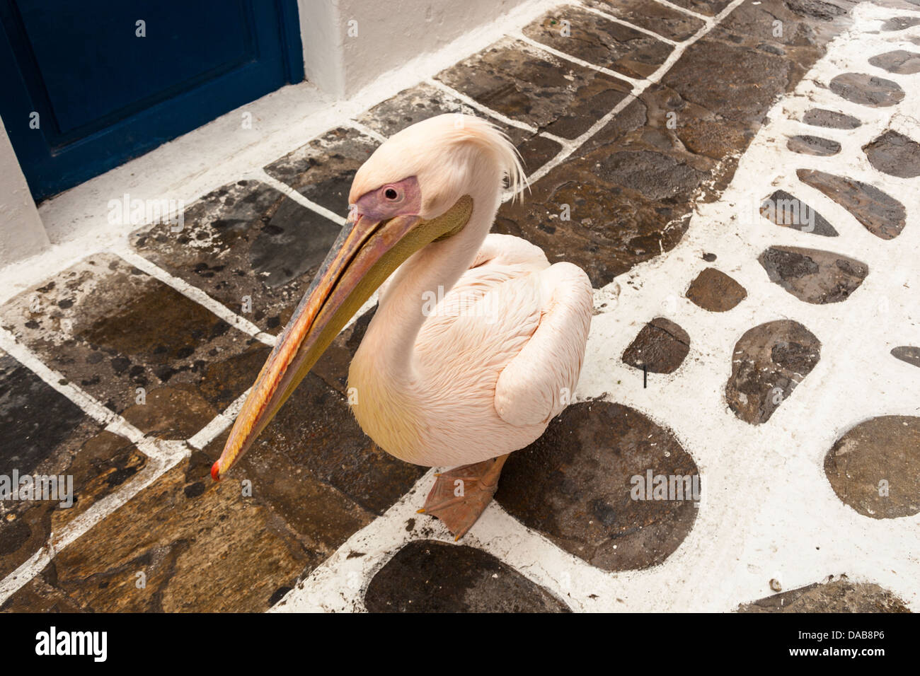 Petros der berühmten Pelikan, Maskottchen der Chora, Mykonos Stadt, Mykonos, Mykonos, Griechenland Stockfoto