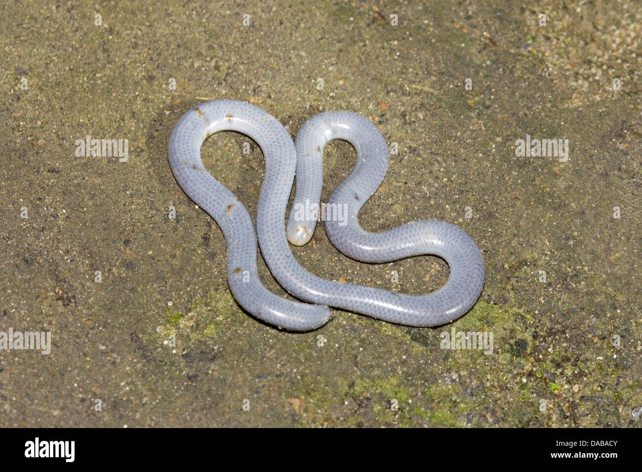 Wurm Schlange Carphophis Amoenus gemeinsamen, nicht giftige, Albina Golaghat Bezirk, Assam Stockfoto
