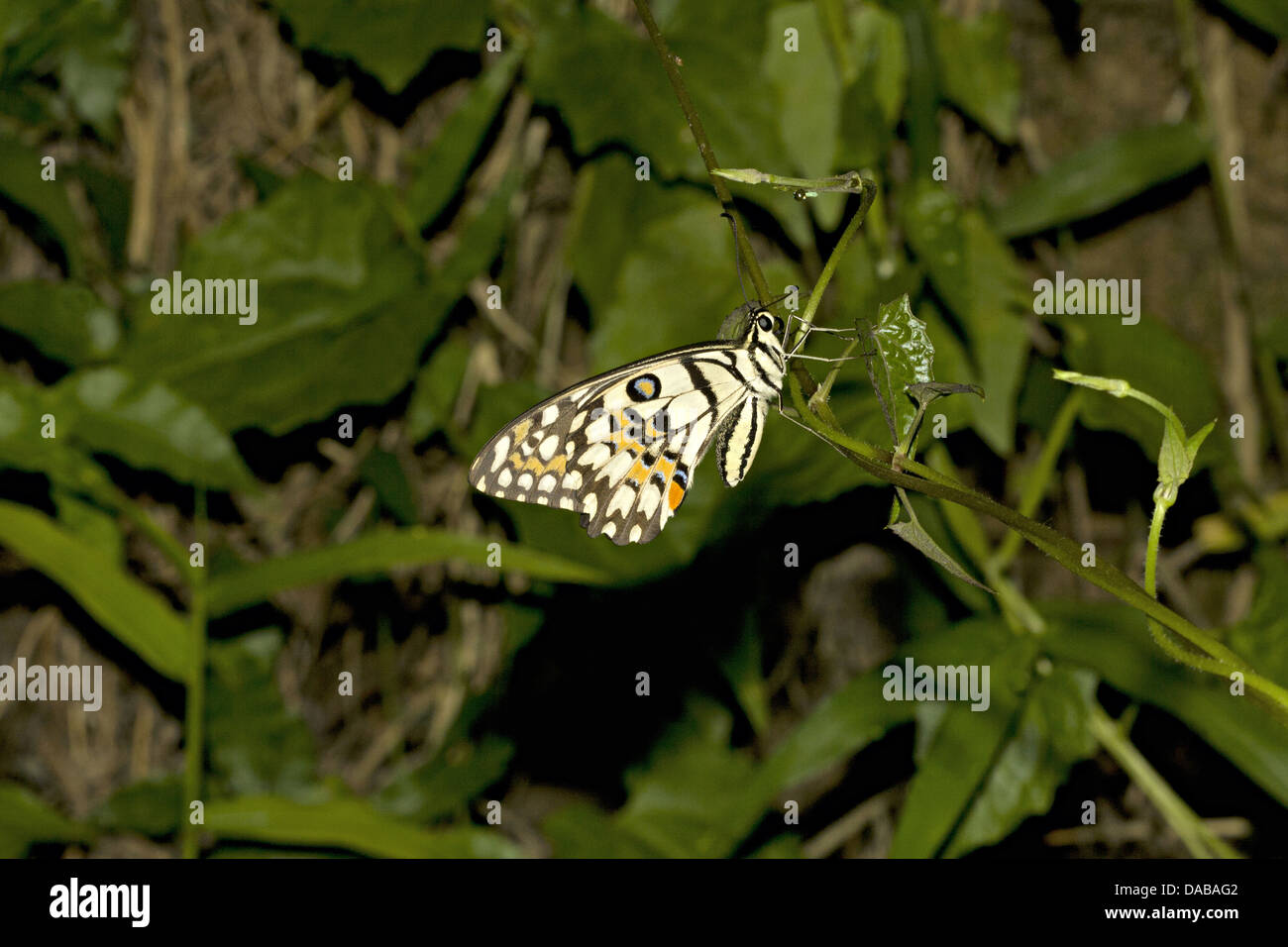 GEMEINSAMEN Kalk Schmetterling Papilio Demoleus, gemeinsamen Golaghat Bezirk, Assam, Indien Papilionidae: Schwalbenschwänze Stockfoto
