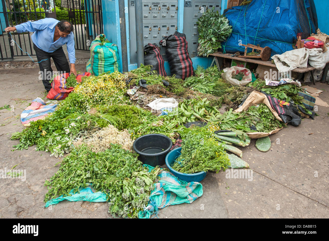 Frische Kräuter Gewürze Gemüse Gemüse Grüns stehen Stall Shop Einkaufen in lokalen Zentralmarkt Marktplatz in Chiclayo, Peru. Stockfoto