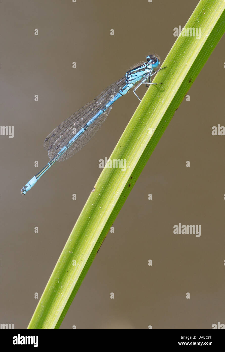 Azure Damselfly männliches Coenagrion Puella Pair in Ruhe am Teich Seite Vegetation Northamptonshire UK Stockfoto