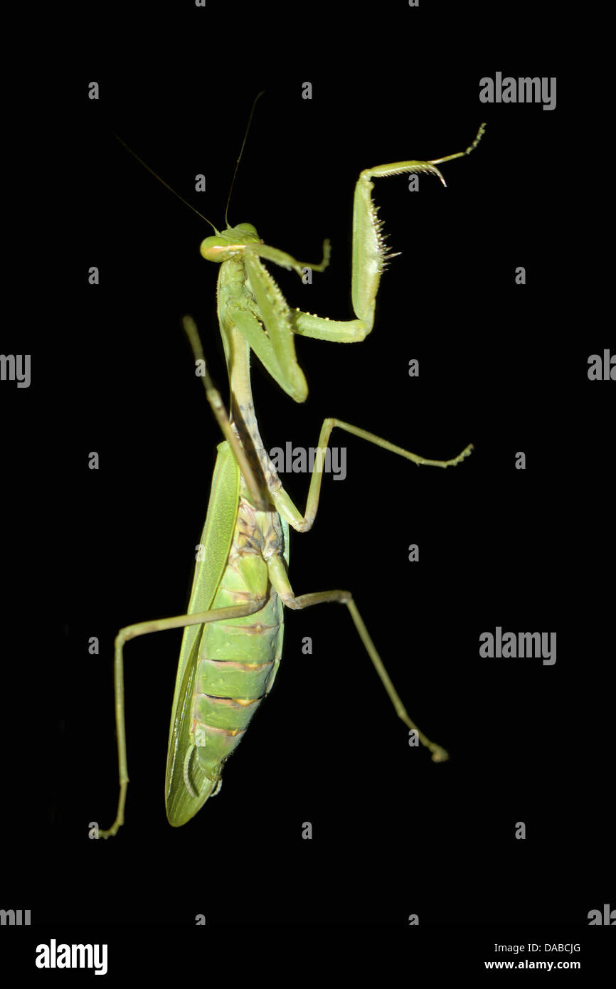 Grüne Gottesanbeterin. Familie Mantidae Goa Indien Stockfoto